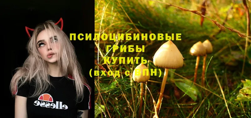 omg зеркало  Белинский  Галлюциногенные грибы Psilocybe 